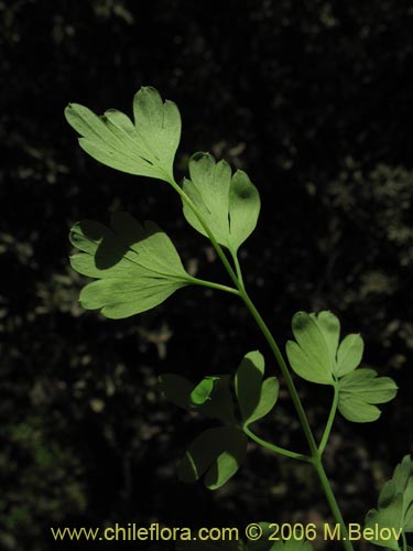 Image of Fumaria capreolata (Flor de la culebra). Click to enlarge parts of image.