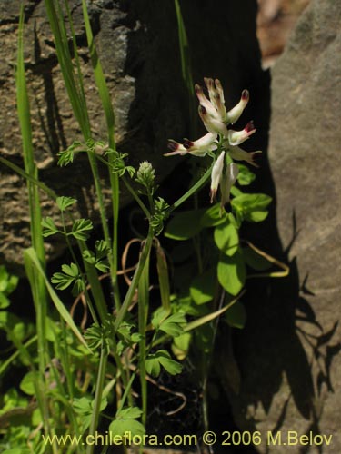 Image of Fumaria capreolata (Flor de la culebra). Click to enlarge parts of image.