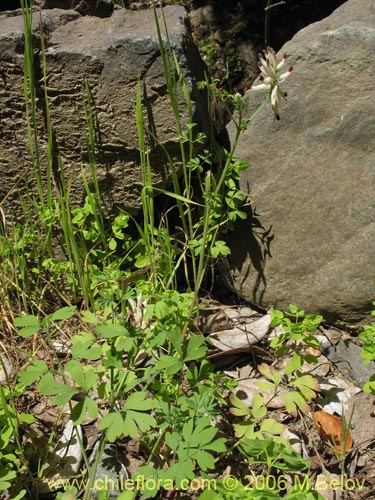 Image of Fumaria capreolata (Flor de la culebra). Click to enlarge parts of image.