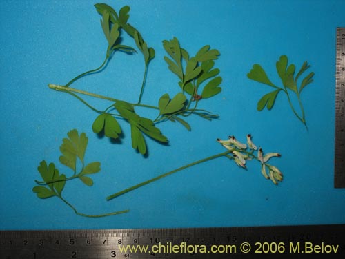 Imágen de Fumaria capreolata (Flor de la culebra). Haga un clic para aumentar parte de imágen.