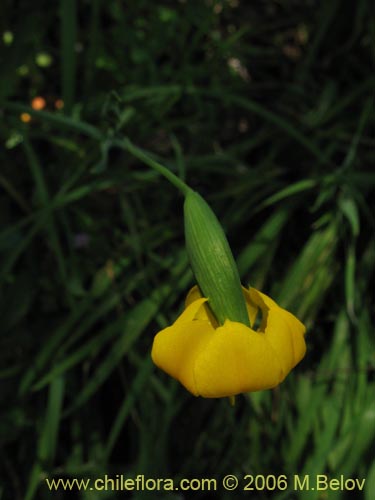 Imágen de Solenomelus pedunculatus (Maicillo). Haga un clic para aumentar parte de imágen.