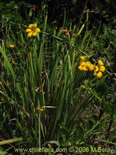 Imágen de Solenomelus pedunculatus (Maicillo). Haga un clic para aumentar parte de imágen.