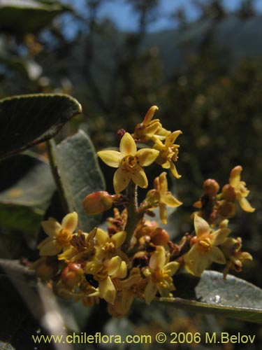 Imágen de Planta no identificada sp. #3073 (). Haga un clic para aumentar parte de imágen.