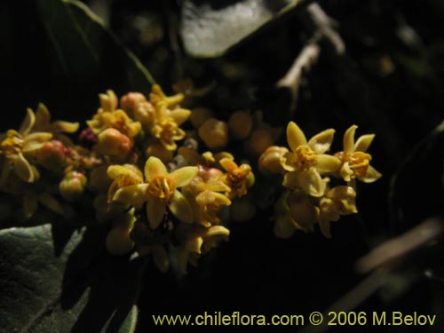 Imágen de Planta no identificada sp. #3073 (). Haga un clic para aumentar parte de imágen.