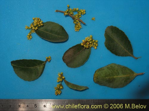 Image of Unidentified Plant sp. #3073 (). Click to enlarge parts of image.