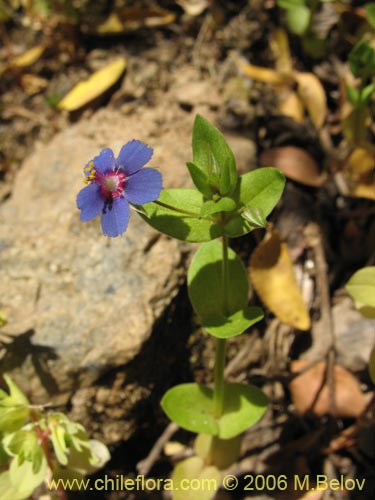 Image of Anagallis arvensis (Pimpinela rosada). Click to enlarge parts of image.