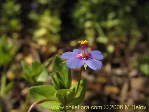 Image of Anagallis arvensis (Pimpinela rosada). Click to enlarge parts of image.