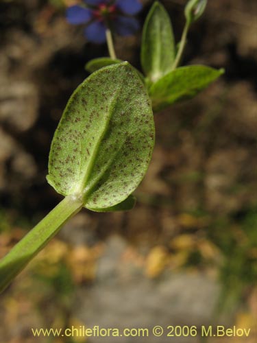 Image of Anagallis arvensis (Pimpinela rosada). Click to enlarge parts of image.