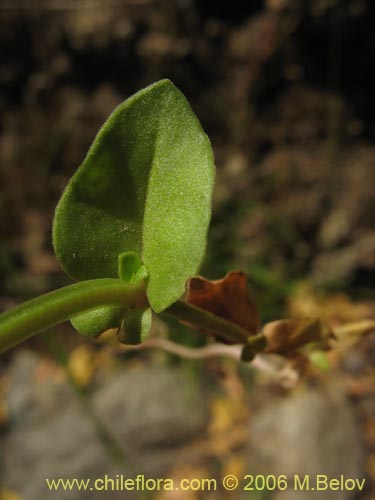 Фотография Anagallis arvensis (Pimpinela rosada). Щелкните, чтобы увеличить вырез.