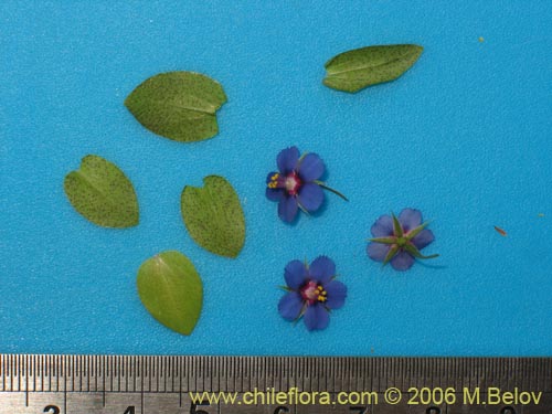 Image of Anagallis arvensis (Pimpinela rosada). Click to enlarge parts of image.