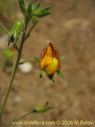 Bild von Adesmia sp. #1652 (). Klicken Sie, um den Ausschnitt zu vergrössern.