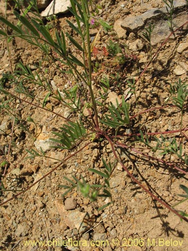 Imágen de Adesmia sp. #1652 (). Haga un clic para aumentar parte de imágen.