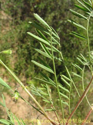 Imágen de Adesmia sp. #1652 (). Haga un clic para aumentar parte de imágen.