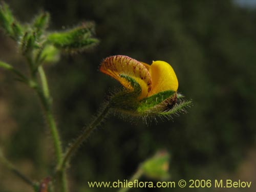 Imágen de Adesmia sp. #1652 (). Haga un clic para aumentar parte de imágen.