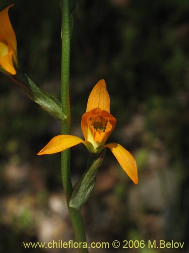 Фотография Chloraea chrysantha (). Щелкните, чтобы увеличить вырез.