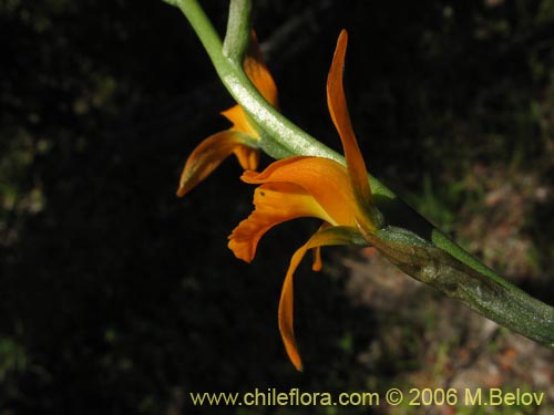 Chloraea chrysanthaの写真