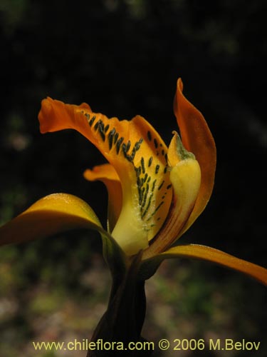 Image of Chloraea chrysantha (). Click to enlarge parts of image.