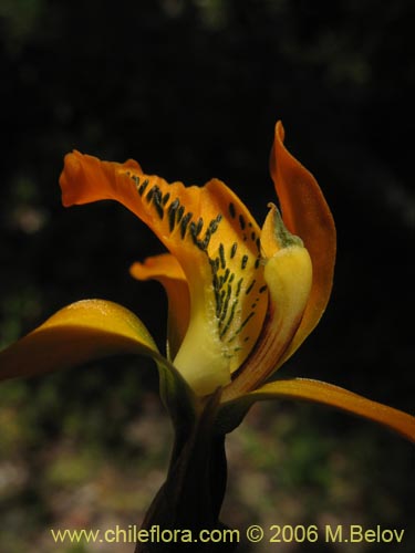 Chloraea chrysantha의 사진