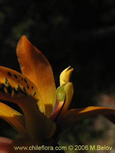 Image of Chloraea chrysantha (). Click to enlarge parts of image.