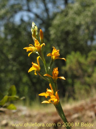 Image of Chloraea chrysantha (). Click to enlarge parts of image.