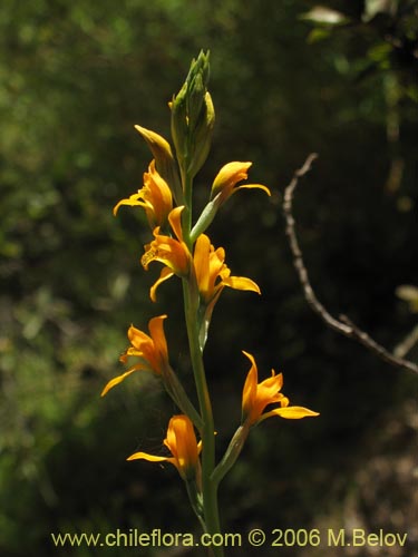 Image of Chloraea chrysantha (). Click to enlarge parts of image.