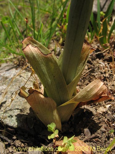 Bild von Chloraea chrysantha (). Klicken Sie, um den Ausschnitt zu vergrössern.