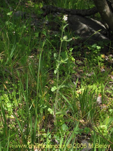 Bild von Silene gallica (Calabacillo). Klicken Sie, um den Ausschnitt zu vergrössern.