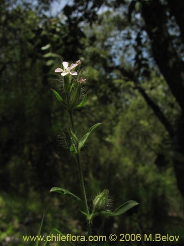 Image of Silene gallica (Calabacillo). Click to enlarge parts of image.