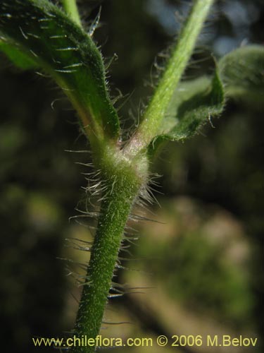 Image of Silene gallica (Calabacillo). Click to enlarge parts of image.