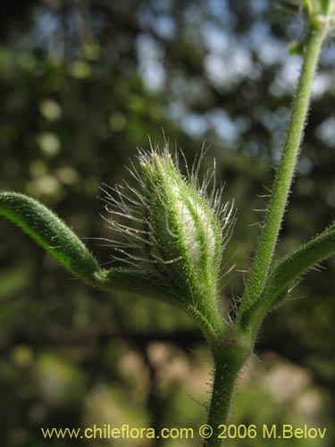 Image of Silene gallica (Calabacillo). Click to enlarge parts of image.
