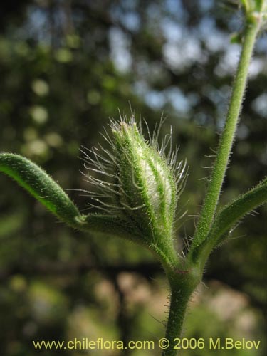 Imágen de Silene gallica (Calabacillo). Haga un clic para aumentar parte de imágen.