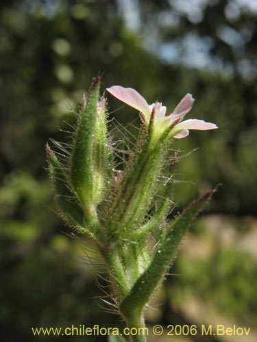 Imágen de Silene gallica (Calabacillo). Haga un clic para aumentar parte de imágen.