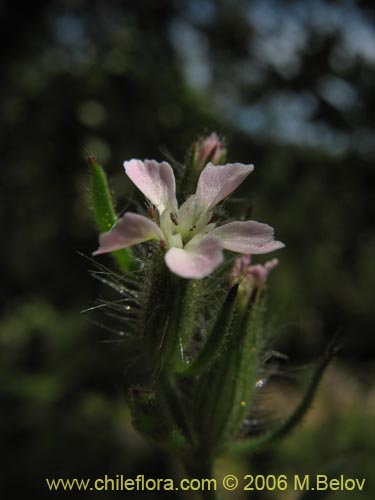 Фотография Silene gallica (Calabacillo). Щелкните, чтобы увеличить вырез.