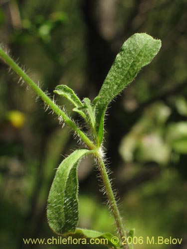 Image of Silene gallica (Calabacillo). Click to enlarge parts of image.