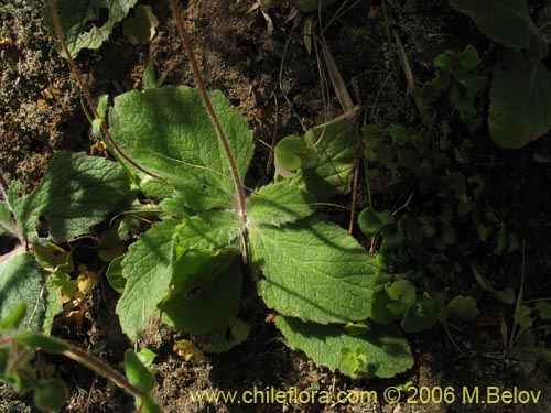 Image of Calceolaria corymbosa ssp. corymbosa (). Click to enlarge parts of image.