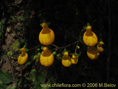 Bild von Calceolaria corymbosa ssp. corymbosa (). Klicken Sie, um den Ausschnitt zu vergrössern.