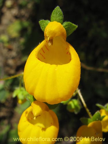 Image of Calceolaria corymbosa ssp. corymbosa (). Click to enlarge parts of image.