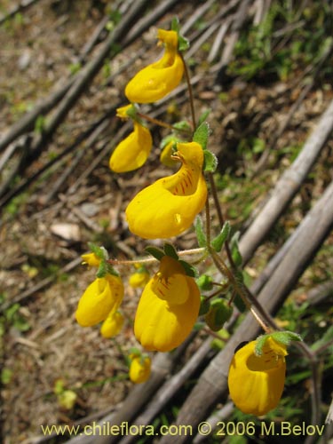 Image of Calceolaria corymbosa ssp. corymbosa (). Click to enlarge parts of image.