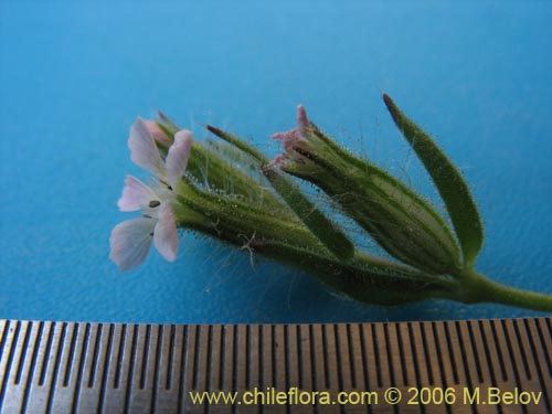 Image of Silene gallica (Calabacillo). Click to enlarge parts of image.