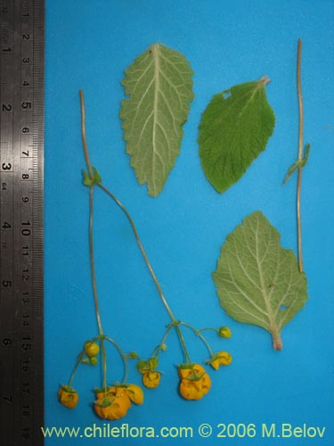 Bild von Calceolaria corymbosa ssp. corymbosa (). Klicken Sie, um den Ausschnitt zu vergrössern.