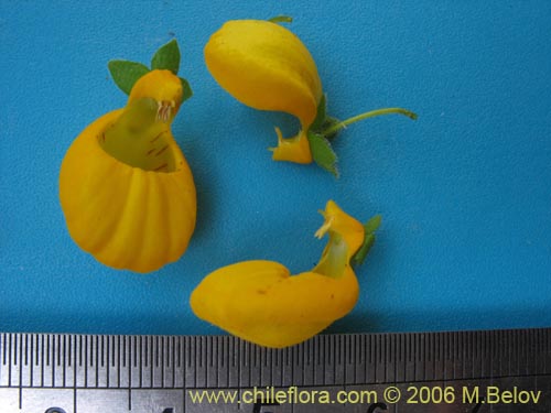 Bild von Calceolaria corymbosa ssp. corymbosa (). Klicken Sie, um den Ausschnitt zu vergrössern.