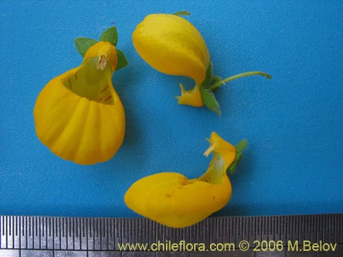 Bild von Calceolaria corymbosa ssp. corymbosa (). Klicken Sie, um den Ausschnitt zu vergrössern.