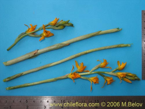 Image of Chloraea chrysantha (). Click to enlarge parts of image.