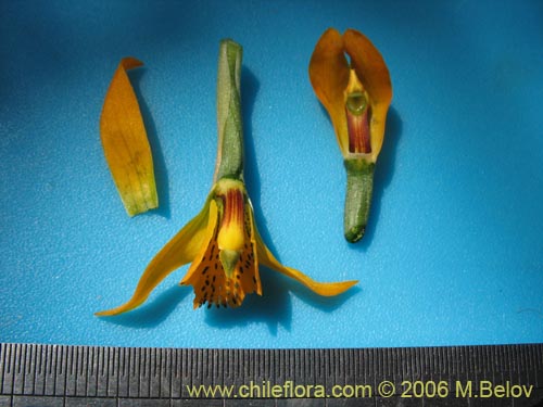 Image of Chloraea chrysantha (). Click to enlarge parts of image.