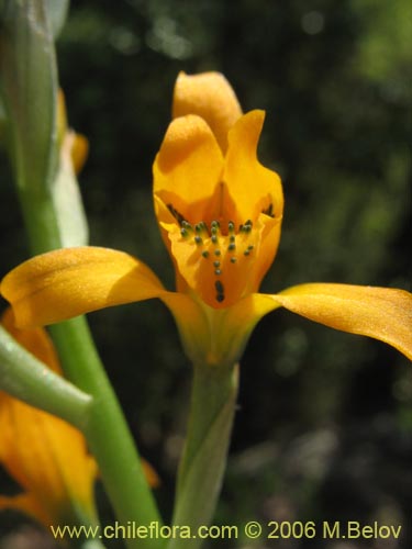 Image of Chloraea chrysantha (). Click to enlarge parts of image.