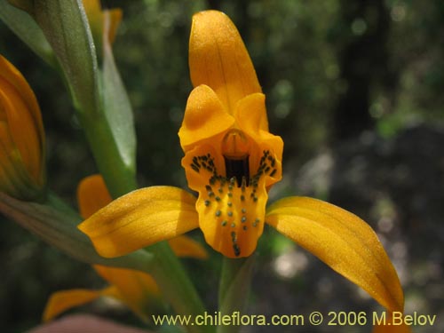 Image of Chloraea chrysantha (). Click to enlarge parts of image.