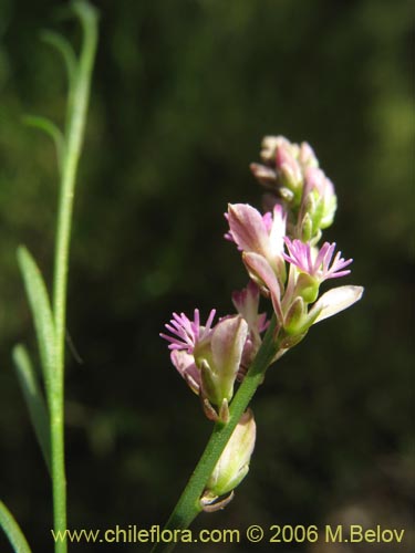 Imágen de Polygalaceae sp. #K8441 (). Haga un clic para aumentar parte de imágen.