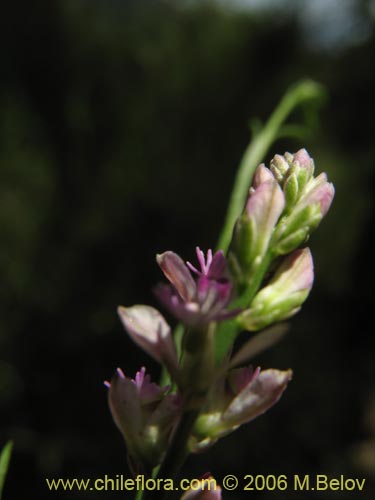 Image of Polygalaceae sp. #K8441 (). Click to enlarge parts of image.