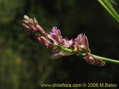 Polygalaceae sp. #K8441의 사진