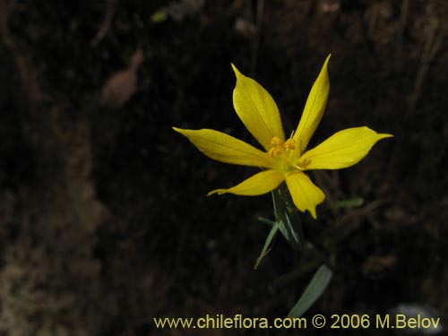 Image of Sisyrinchium graminifolium (). Click to enlarge parts of image.